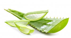 cut aloe leaves on white background